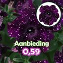 Afbeelding van Petunia P12 "Actie" Midnight Sky